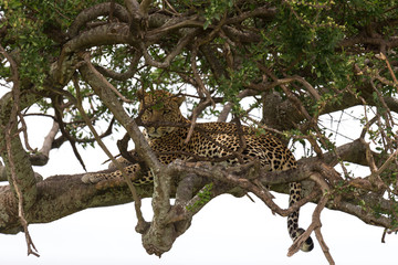 A leopard has settled comfortably between the branches of a tree to rest