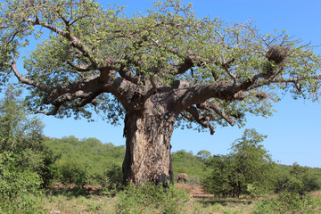 Affenbrotbaum / Baobab / Adansonia Digitata