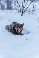 Fototapeta na wymiar Dog eating frozen bone on snowy cold weather