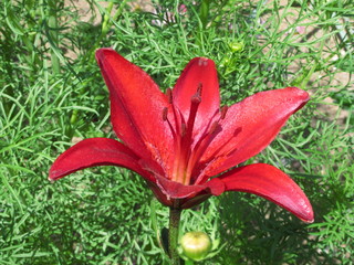 lily in the garden