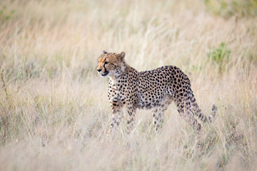 Fototapeta na wymiar A cheetah walks in the high grass of the savannah looking for something to eat