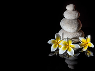 Zen stone pyramid with three white gentle frangapani plumeria flowers on the black reflective background.