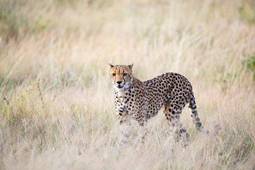 A cheetah walks in the high grass of the savannah looking for something to eat