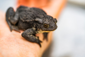 Toad in the hand