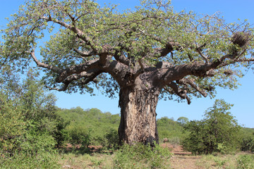 Fototapeta na wymiar Affenbrotbaum / Baobab / Adansonia Digitata