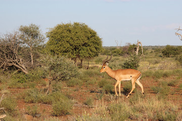 Schwarzfersenantilope / Impala / Aepyceros melampus