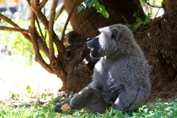 A baboon has found a fruit and eats it