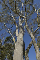 Fototapeta premium tree