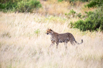 A cheetah walks in the high grass of the savannah looking for something to eat