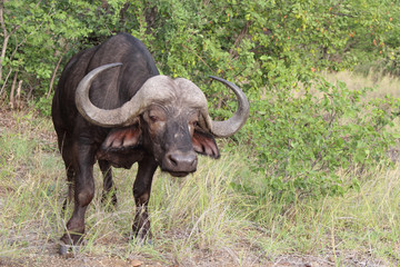 Obraz premium Kaffernbüffel / Buffalo / Syncerus caffer