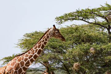A closeup of a giraffe with many plants in the background
