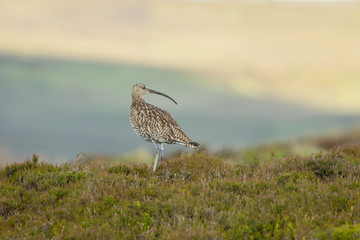 Curlew. Adult curlew on misty grouse moor in Yorkshire, UK.  Facing left in natural moorland habitat of heather and grasses.  Horizontal. Space for copy.