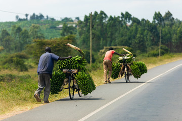 Transporting bananas with a bicycle in Uganda