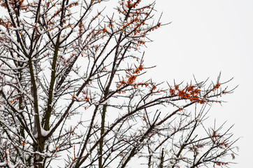 winter tree with snow sea-buckthorn