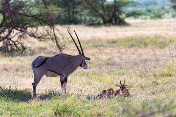 An Oryx family stands in the pasture surrounded by green grass and shrubs