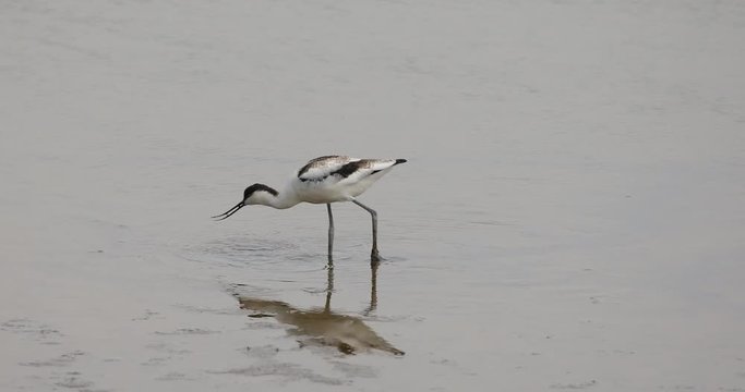 Avocet feeding in a marsh