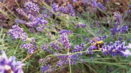 Bee perched on a lavender flower