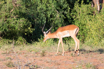 Impala gazelles grazed in the savannah of Kenya