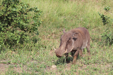 Warzenschwein / Warthog / Phacochoerus africanus
