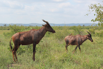 Leierantilope oder Halbmondantilope / Common Tsessebe / Damaliscus lunatus