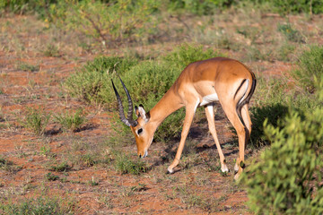 Naklejka na ściany i meble Impala gazelles grazed in the savannah of Kenya