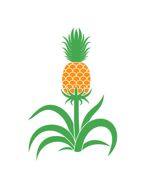 orange pineapple plant green leaves clip art preview