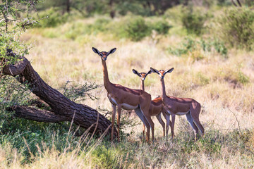 Some gerenuk in the kenyan savanna looking for food