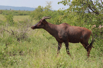 Leierantilope oder Halbmondantilope / Common Tsessebe / Damaliscus lunatus