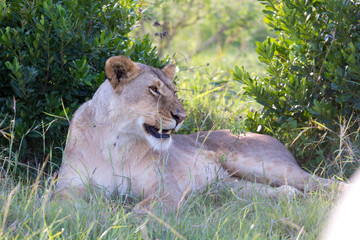 A lioness lying in the grass and yawns