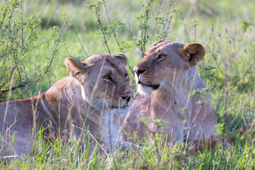 Lionesses lie in the grass and try to rest