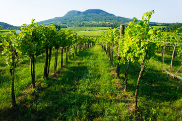 Fototapeta na wymiar wineyard landscape with Badacsony mountain, Hungary