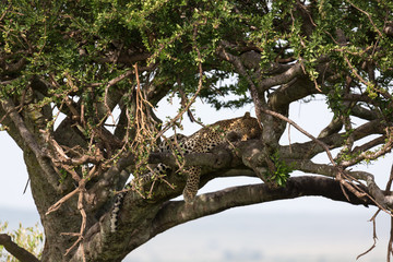 A leopard has settled comfortably between the branches of a tree to rest