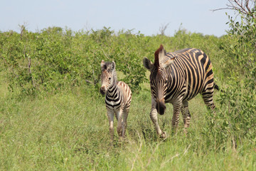 Steppenzebra / Burchell's Zebra / Equus burchellii...