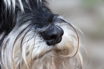 Dog's snout with fluffy hair