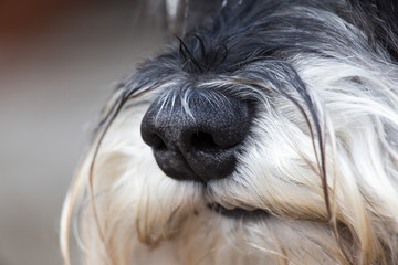 Dog's snout with fluffy hair