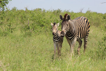 Steppenzebra / Burchell's Zebra / Equus burchellii...