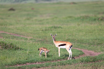 A Thomson's gazelle with her offspring in the savanna