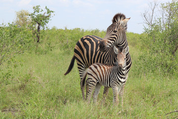 Steppenzebra / Burchell's Zebra / Equus burchellii...