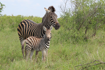 Obraz premium Steppenzebra / Burchell's Zebra / Equus burchellii...