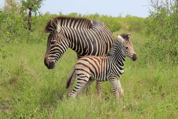 Steppenzebra / Burchell's Zebra / Equus burchellii...