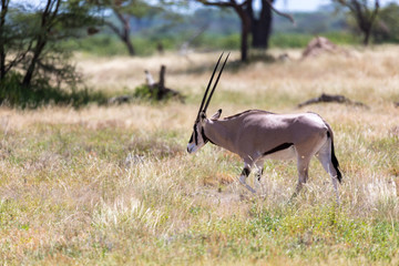 An Oryx family stands in the pasture surrounded by green grass and shrubs