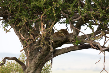 A leopard has settled comfortably between the branches of a tree to rest