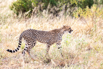 A cheetah walks in the high grass of the savannah looking for something to eat