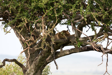 A leopard has settled comfortably between the branches of a tree to rest