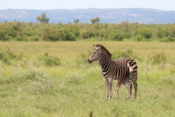 Steppenzebra / Burchell's Zebra / Equus burchellii...
