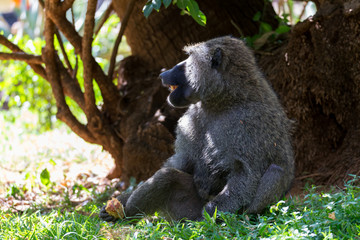 A baboon has found a fruit and eats it