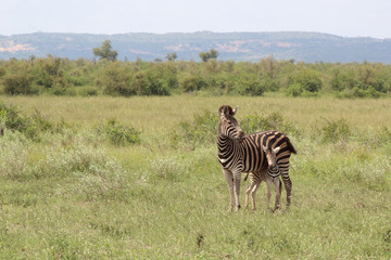 Steppenzebra / Burchell's Zebra / Equus burchellii...