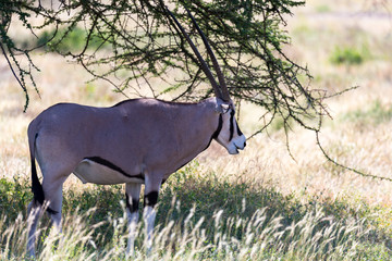 An Oryx family stands in the pasture surrounded by green grass and shrubs
