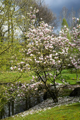 Spring in Japanese Garden in Hasselt, Belgium
