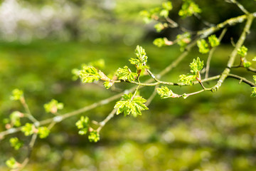 Spring in Japanese Garden in Hasselt, Belgium